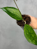 Hoya sp. Germany