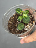 Hoya 'Mathilde' (inner variegated)1