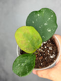 Hoya obovata (splash)