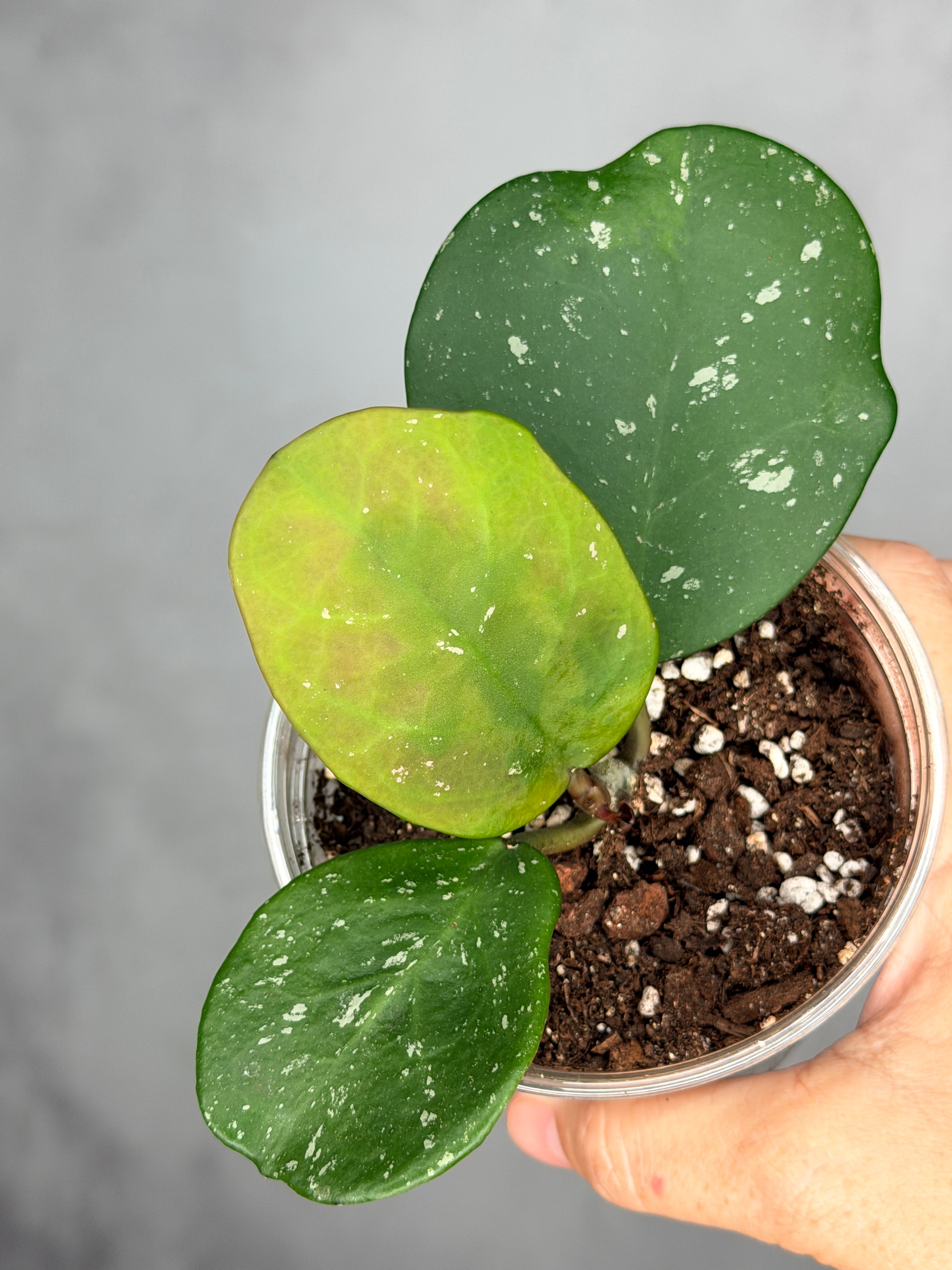 Hoya obovata (splash)