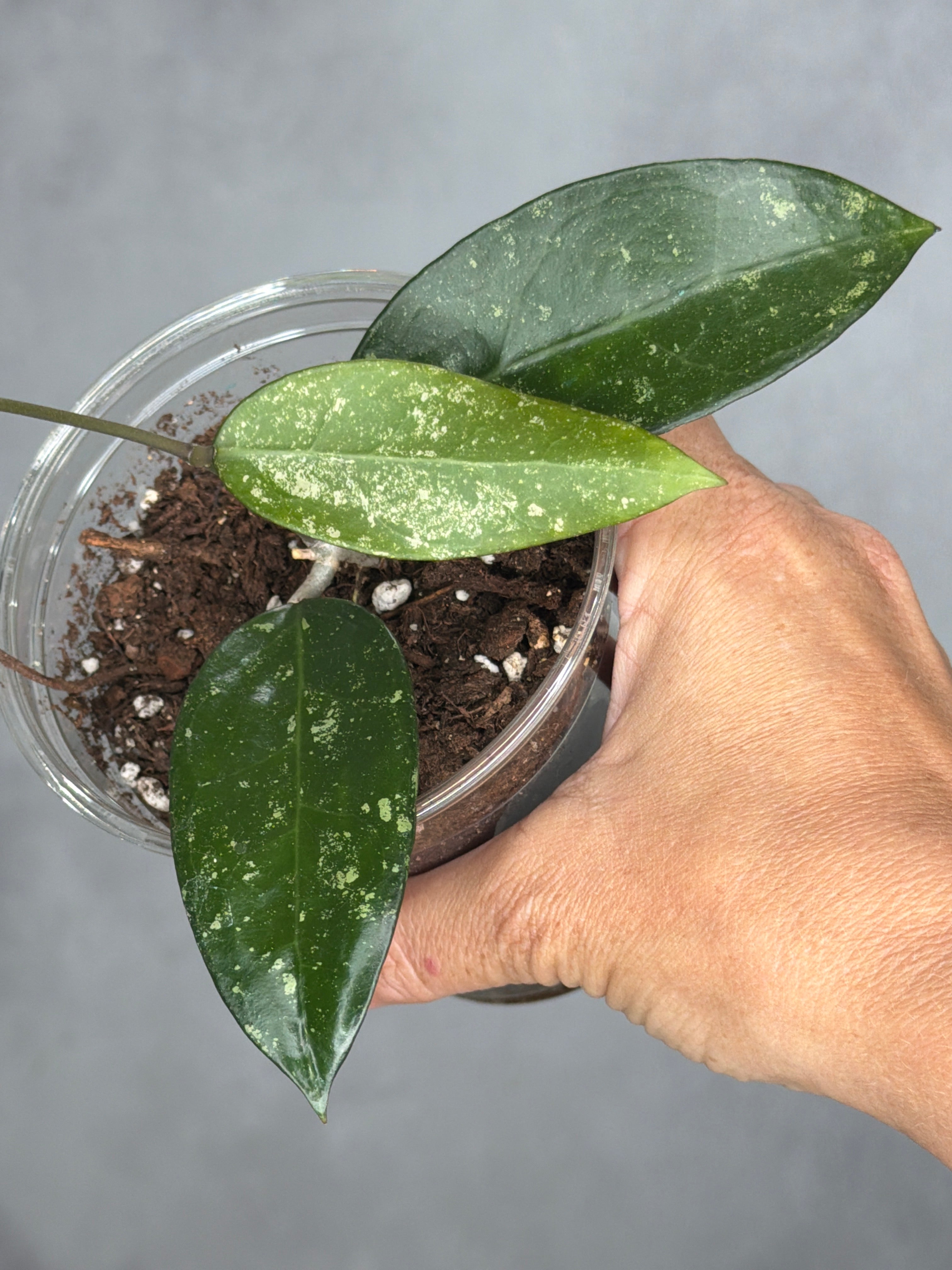 Hoya verticillata 'Wonosobo'