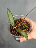 Hoya sp. Loei Province