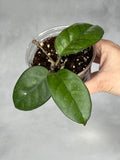Hoya ‘Colonel Meekins’