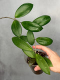 Hoya bhutanica