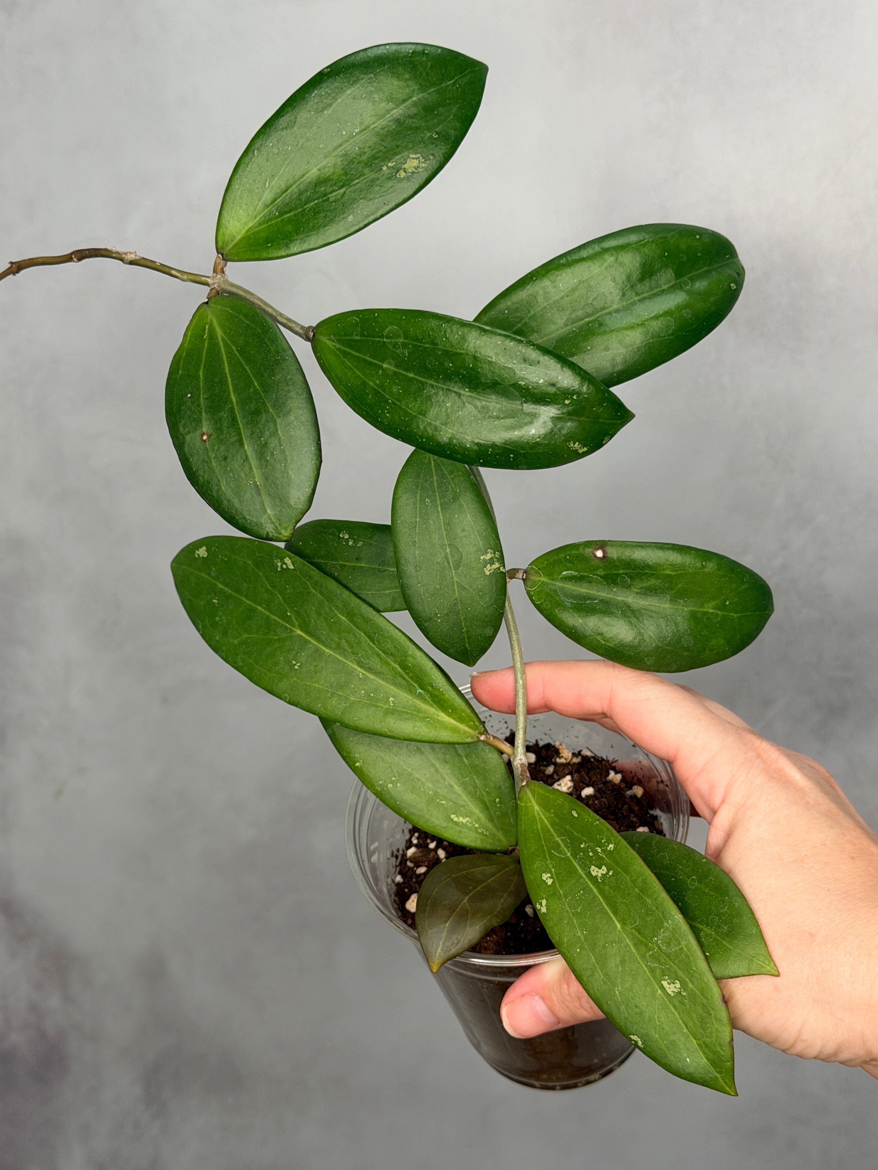 Hoya bhutanica