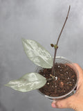 Hoya carnosa 'Wilbur Graves' (silver)