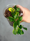 Hoya heuschkeliana (outer variegated)