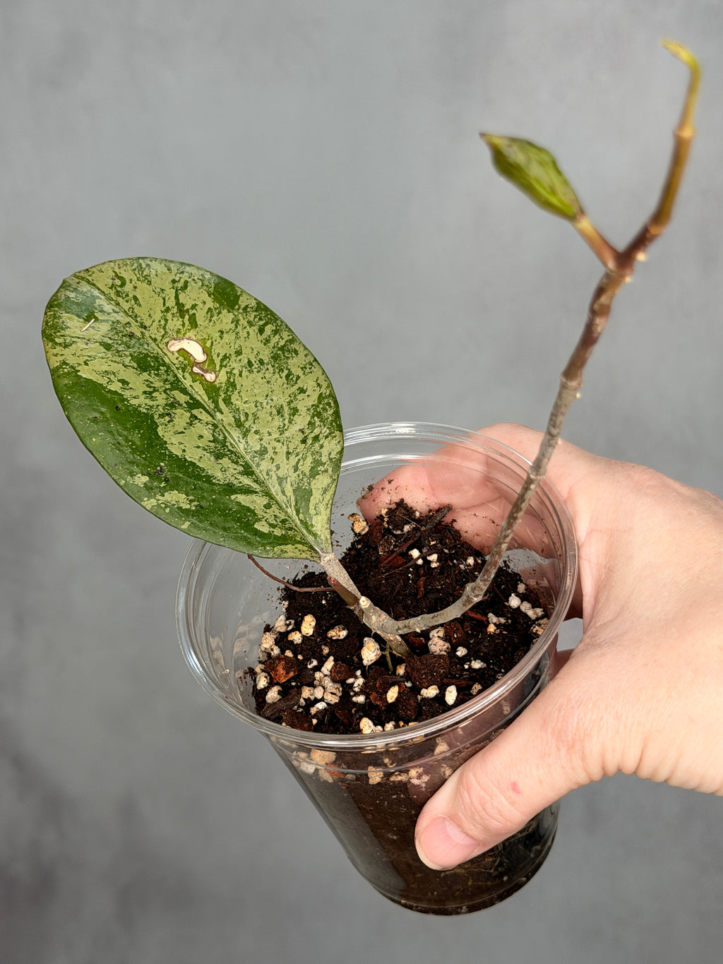 Hoya Michele (Silver)