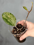 Hoya Michele (Silver)