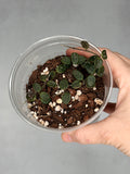 Hoya tengchongensis