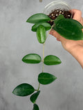 Hoya sp. Hai Phong