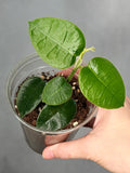 Hoya madulidii