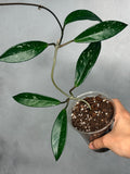 Hoya pubicalyx (splash)