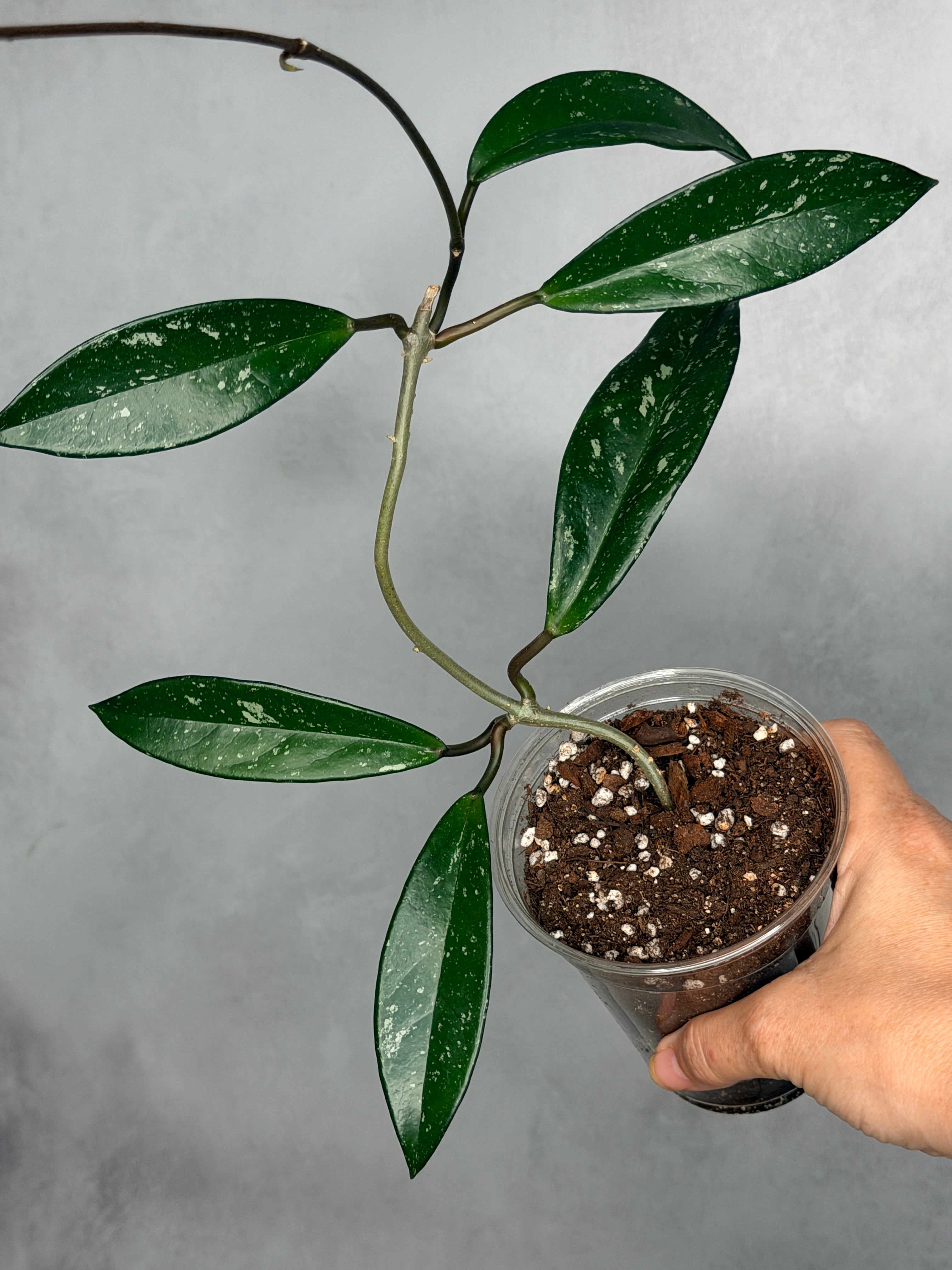 Hoya pubicalyx (splash)