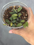 Hoya lacunosa 'Peragin Durian'