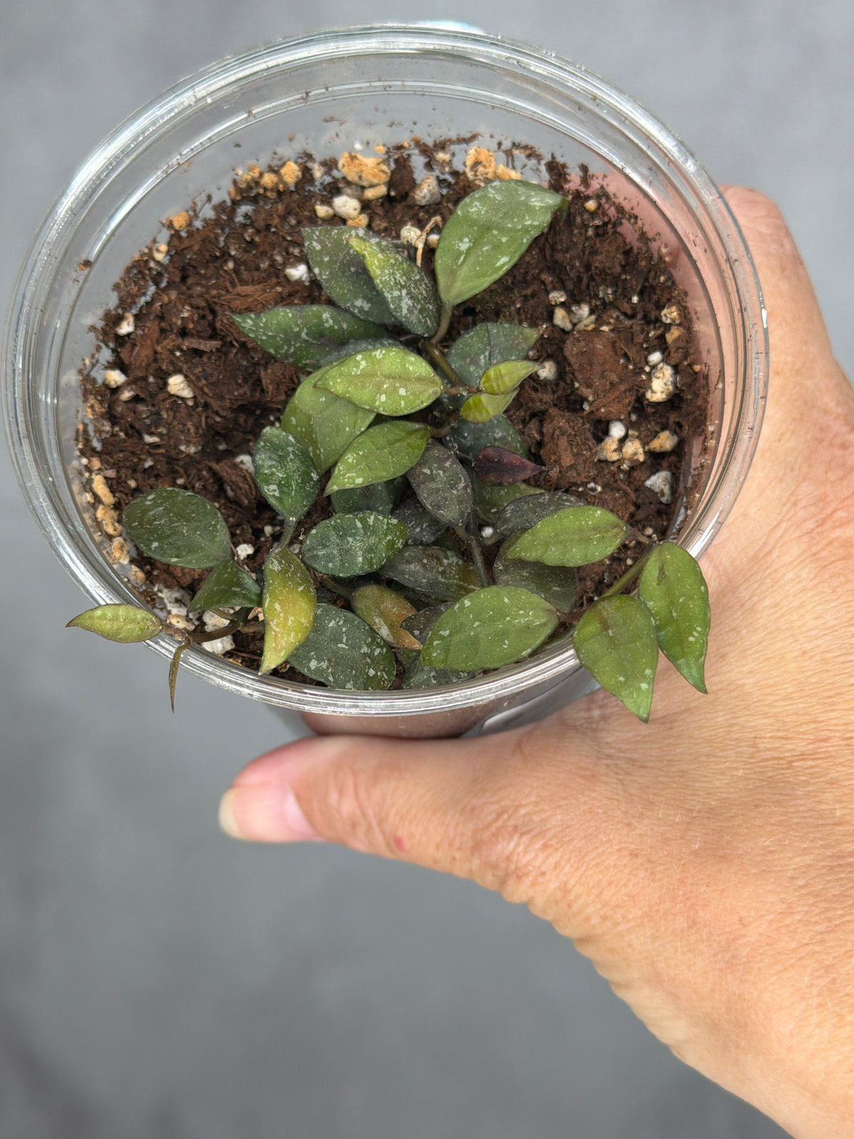 Hoya lacunosa 'Peragin Durian'