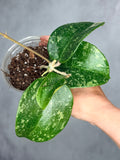 Hoya verticillata (Laos 2)