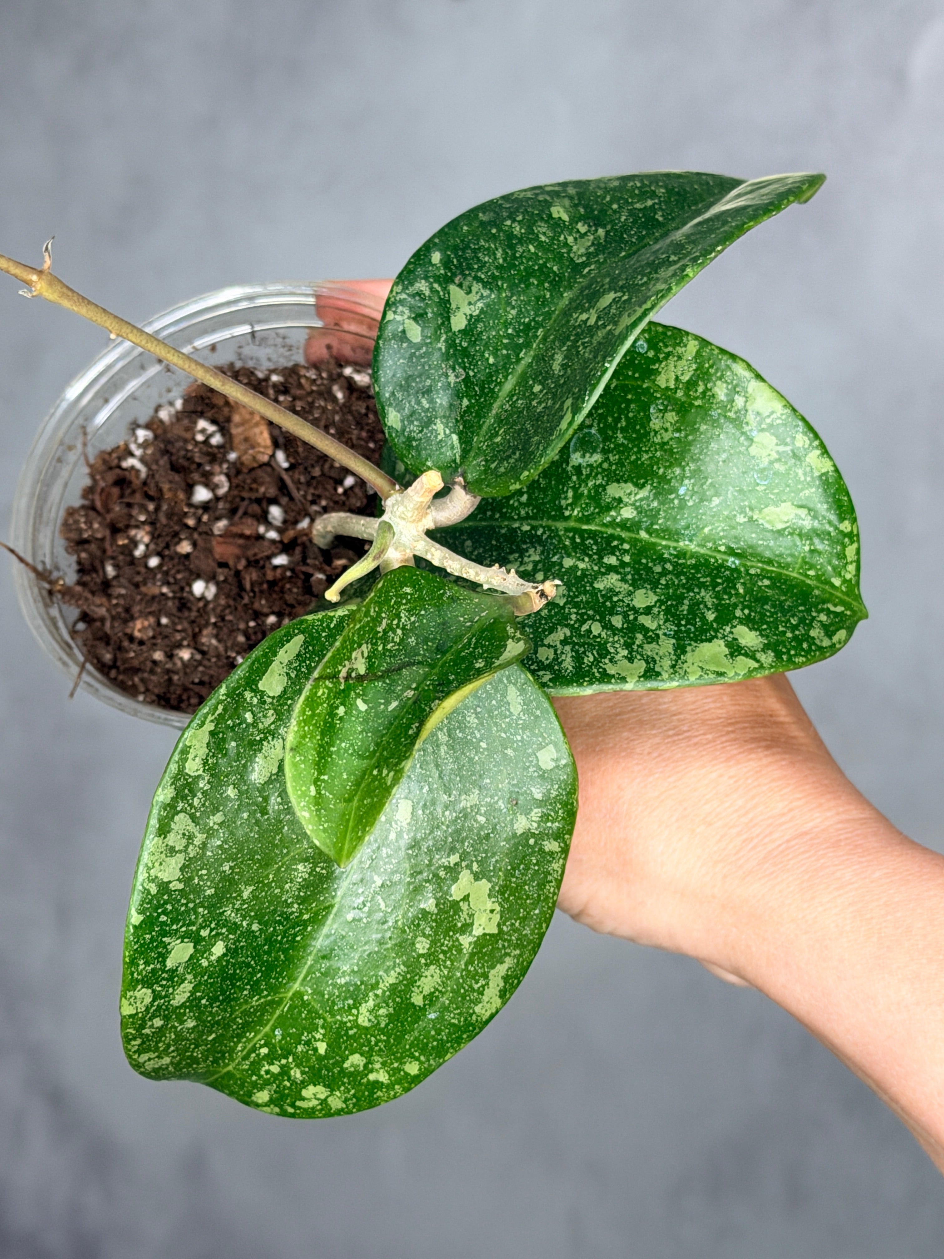 Hoya verticillata (Laos 2)