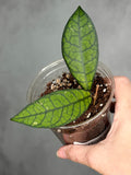 Hoya sp. SS20-01