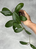 Hoya bhutanica