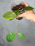 Hoya erythrostemma