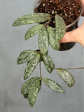 Hoya sigilatis (Round Leaf)