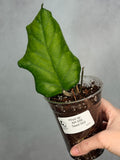 Hoya sp AH 556 (Seed 002)