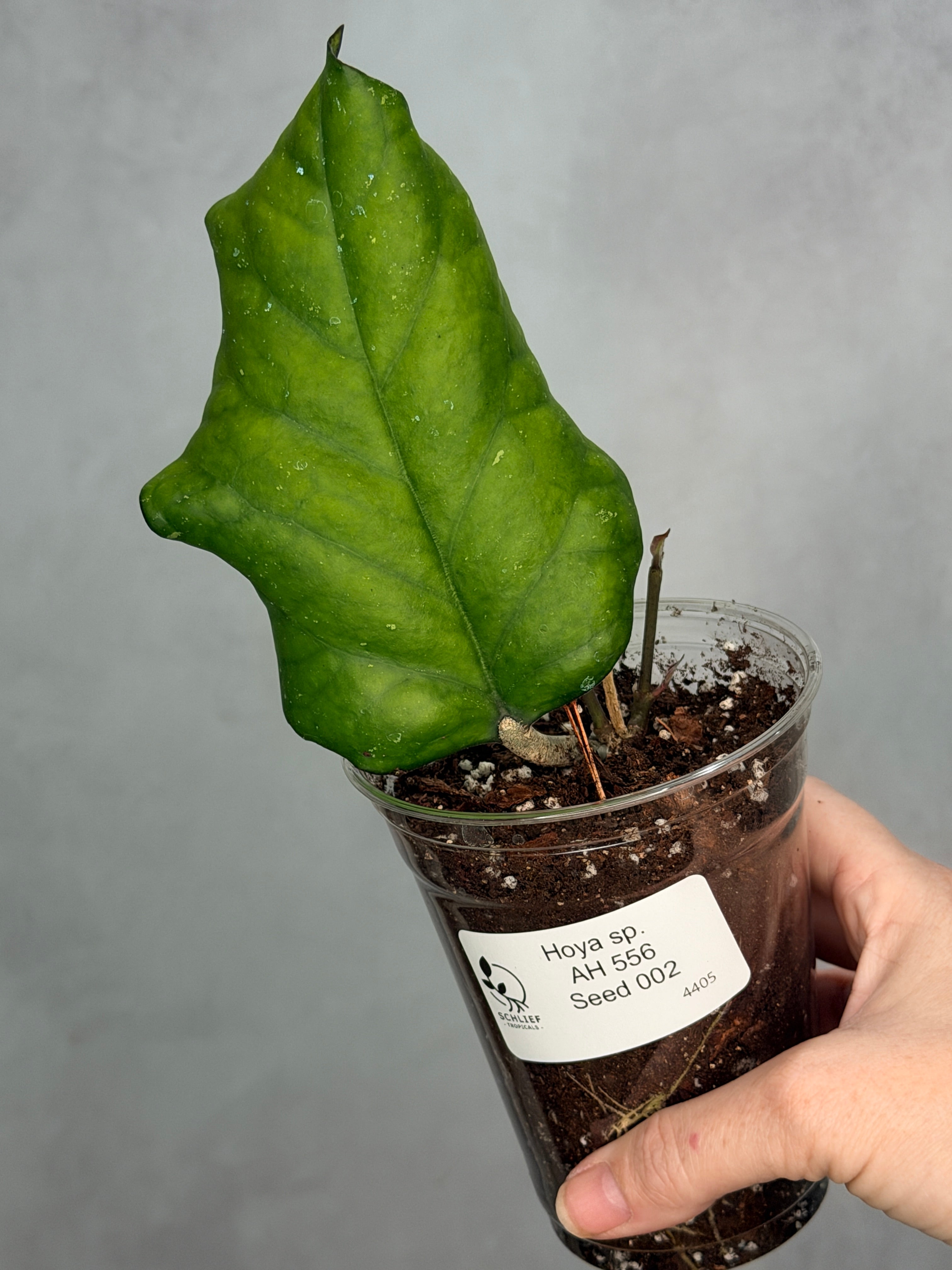 Hoya sp AH 556 (Seed 002)