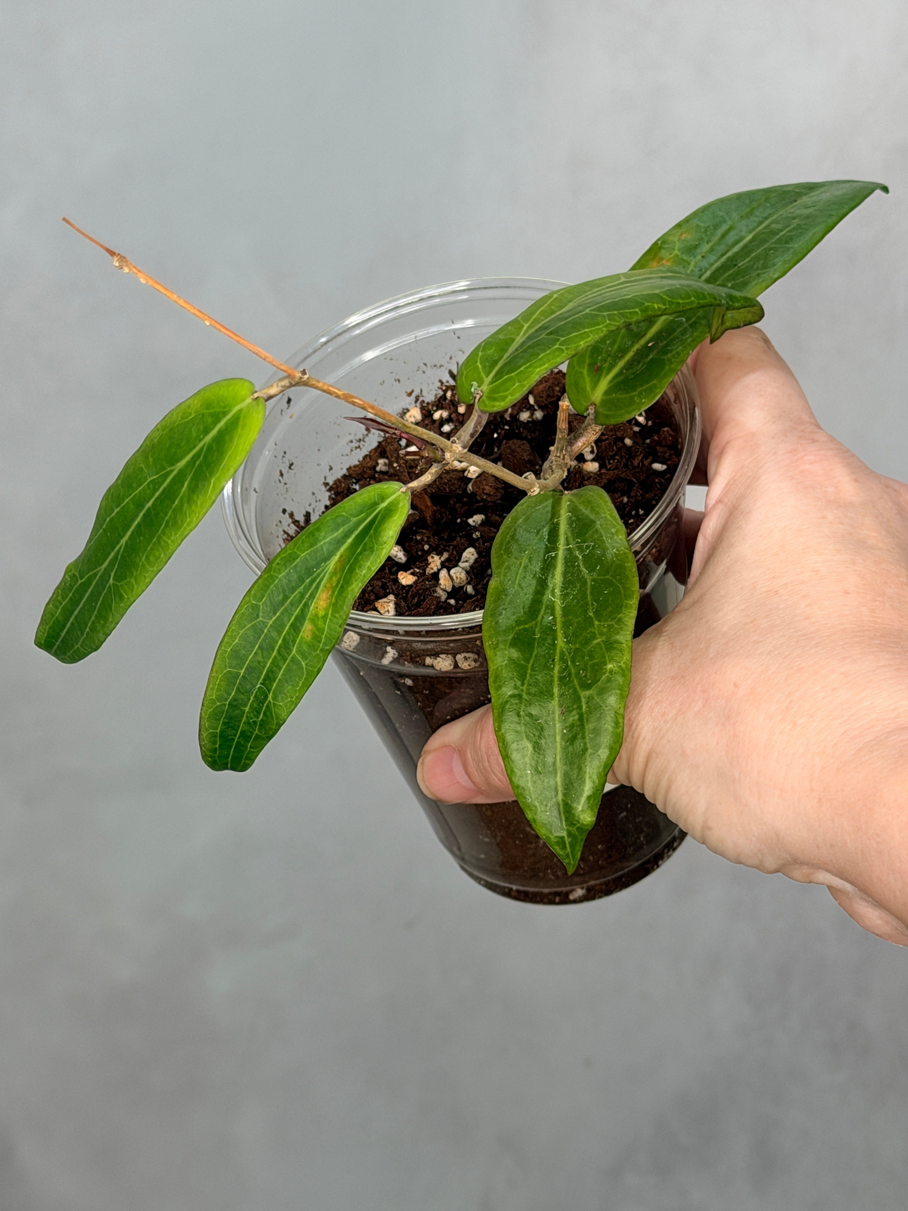 Hoya bordenii