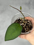 Hoya ‘Mayumi’ UPT002