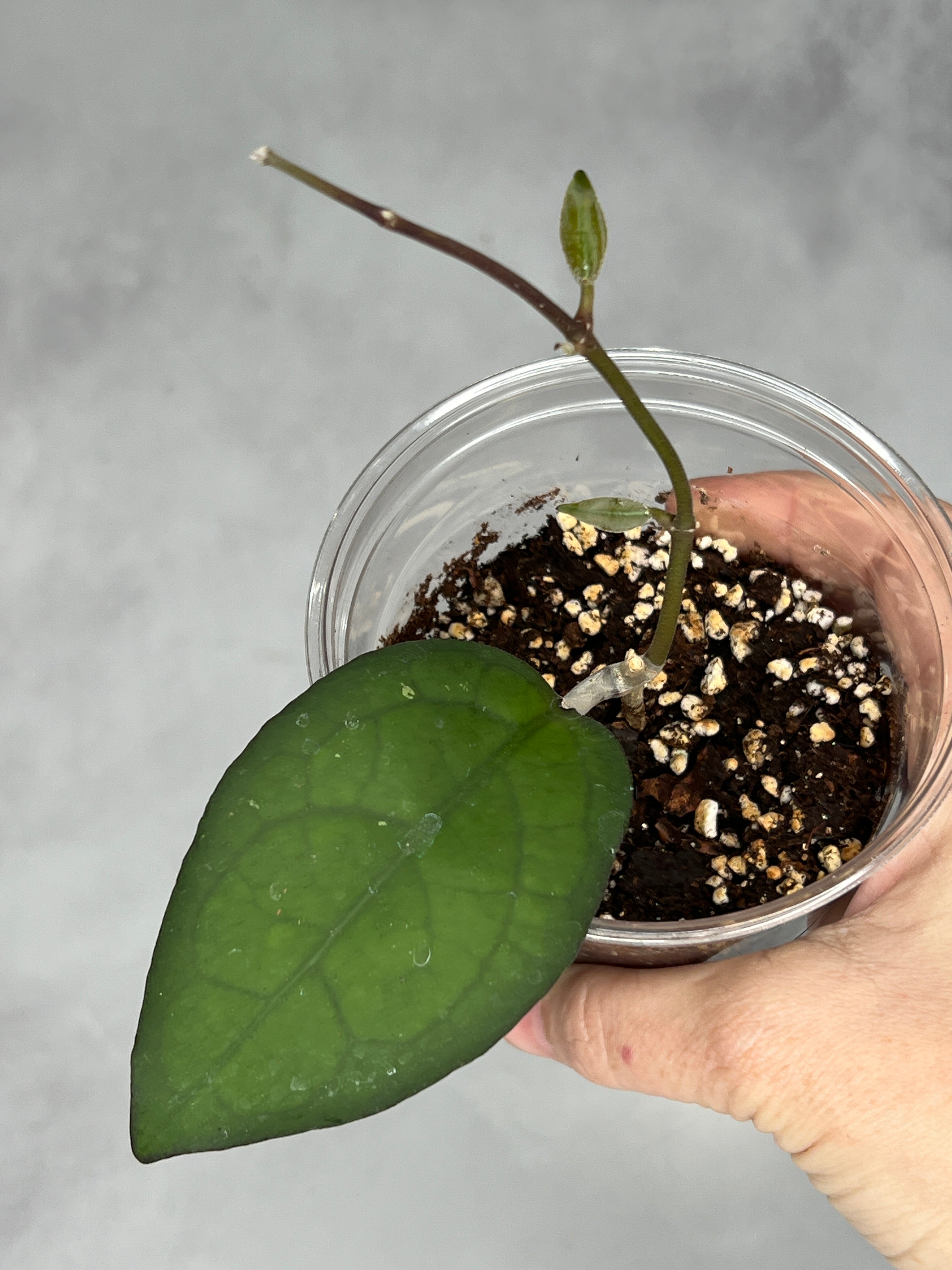 Hoya ‘Mayumi’ UPT002