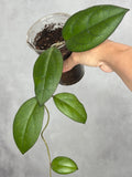 Hoya UPT002 'Mayumi'
