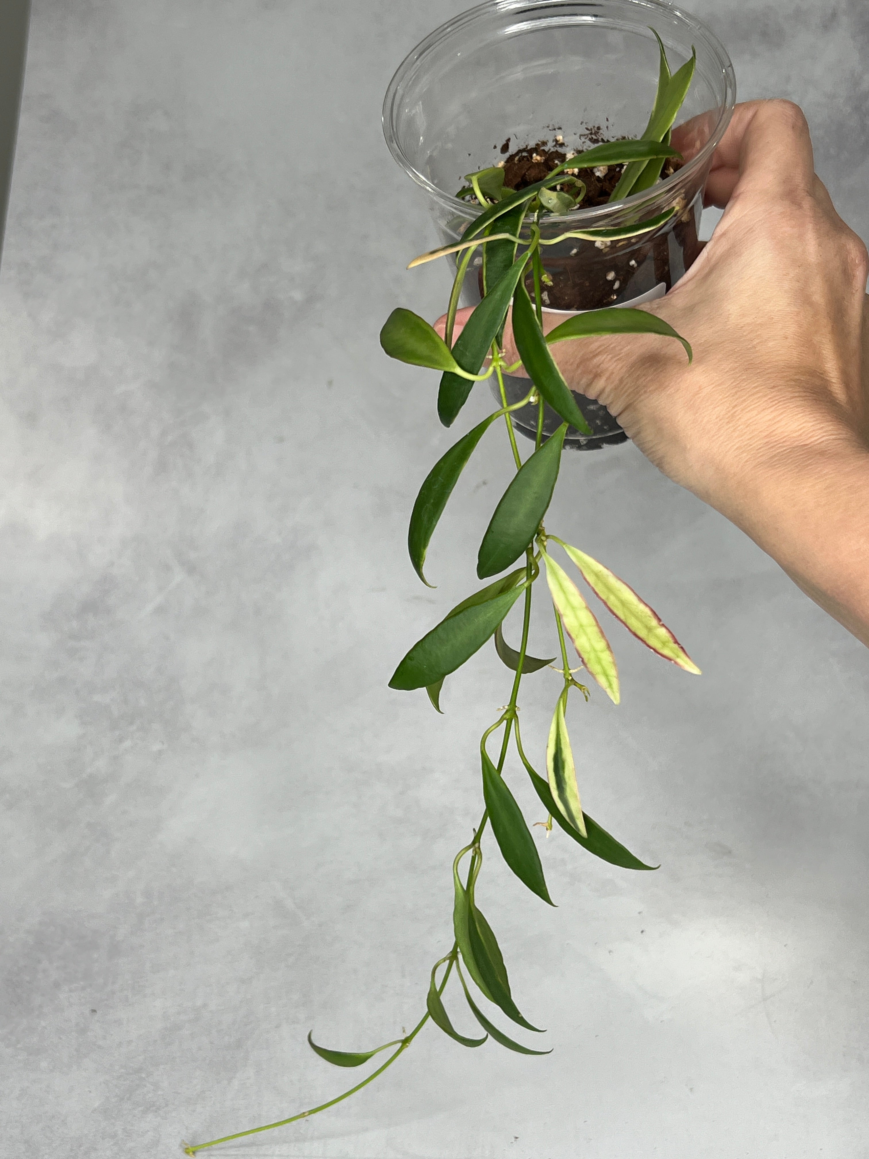 Hoya tsangii (outer variegated)