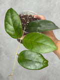 Hoya sp. RHM24226-kp03
