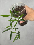 Dischidia parasitica