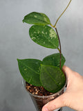 Hoya erythrostemma