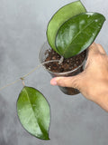 Hoya sp. KSB-01