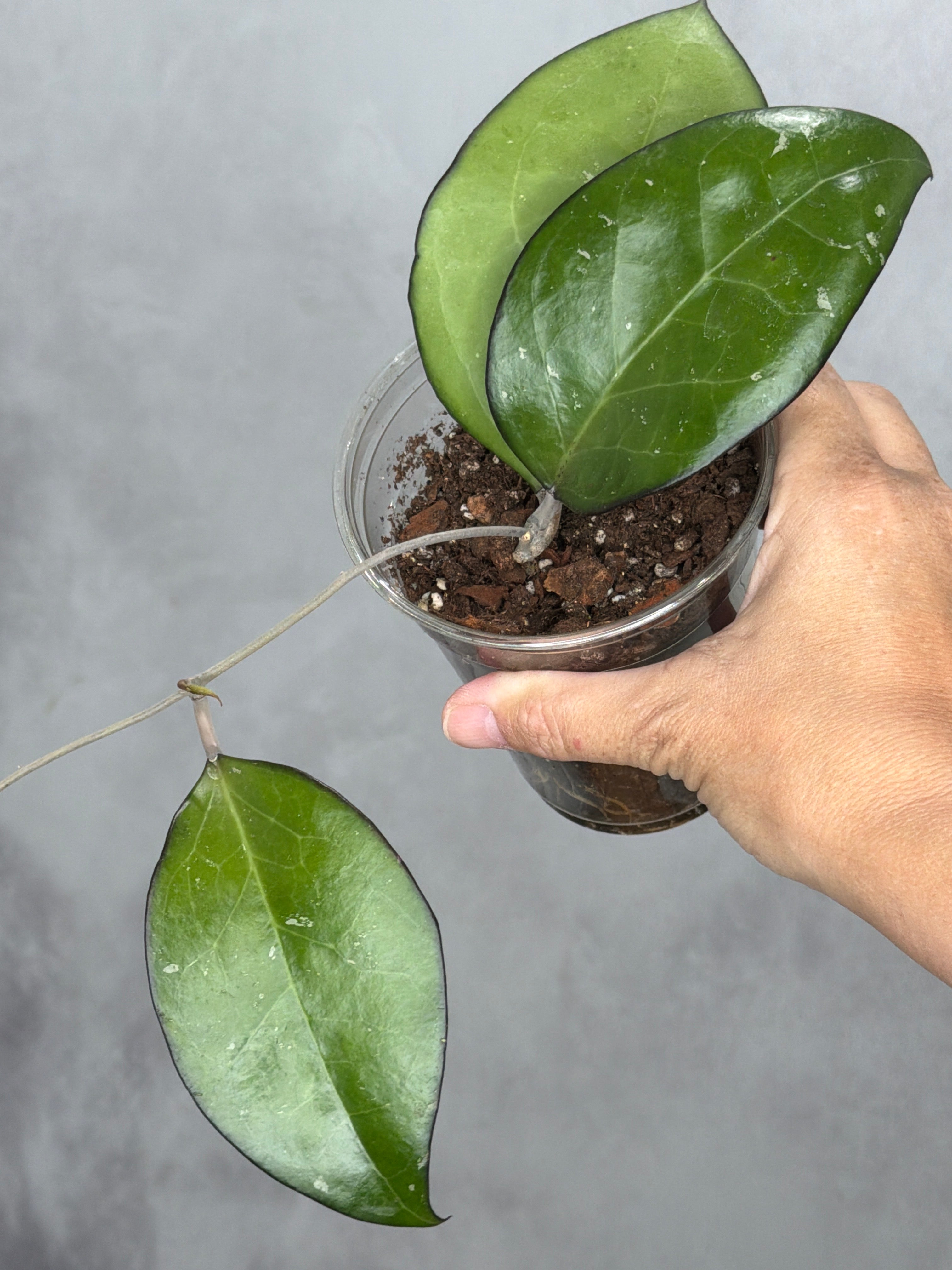 Hoya sp. KSB-01