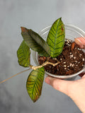 Hoya sp. Gunung Gading