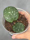 Hoya 'Apple' MYB2022AL004-15 b