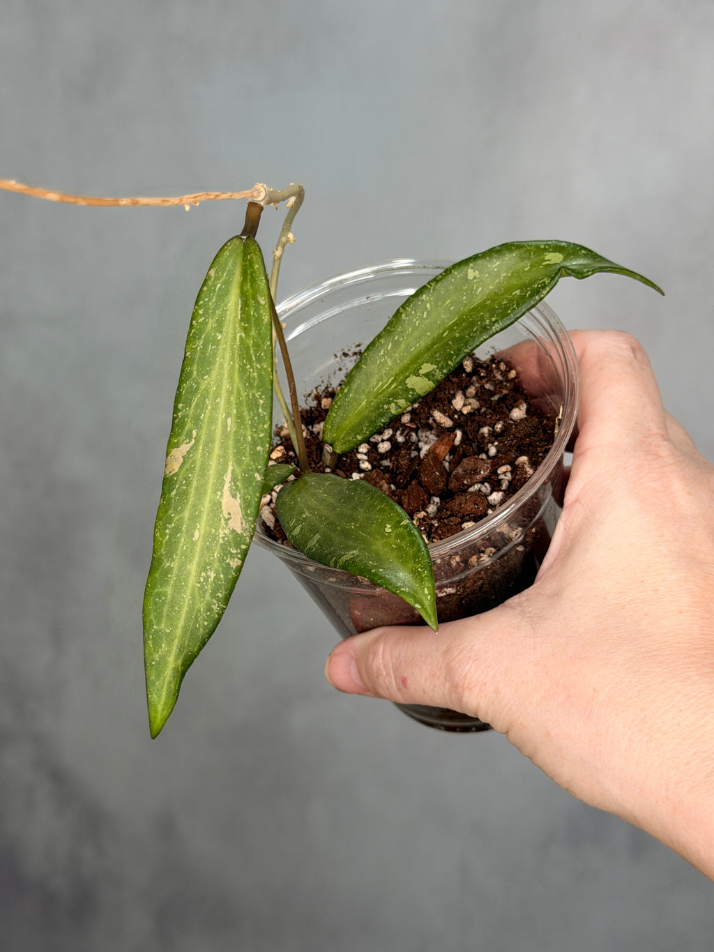Hoya sp. Loei Province
