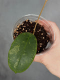 Hoya sp. Rejang Lebong