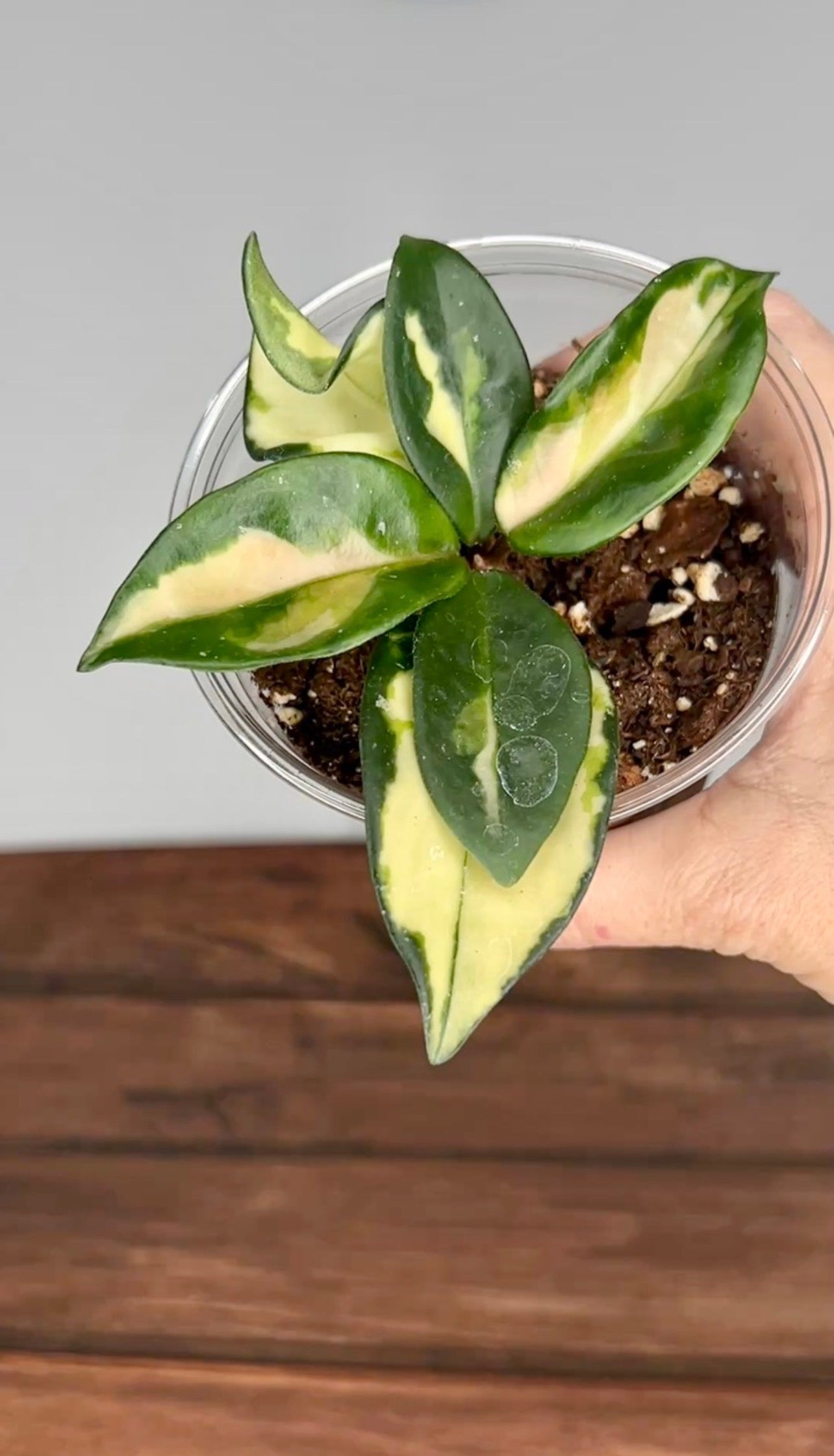 Hoya Carnosa Krimson Princess