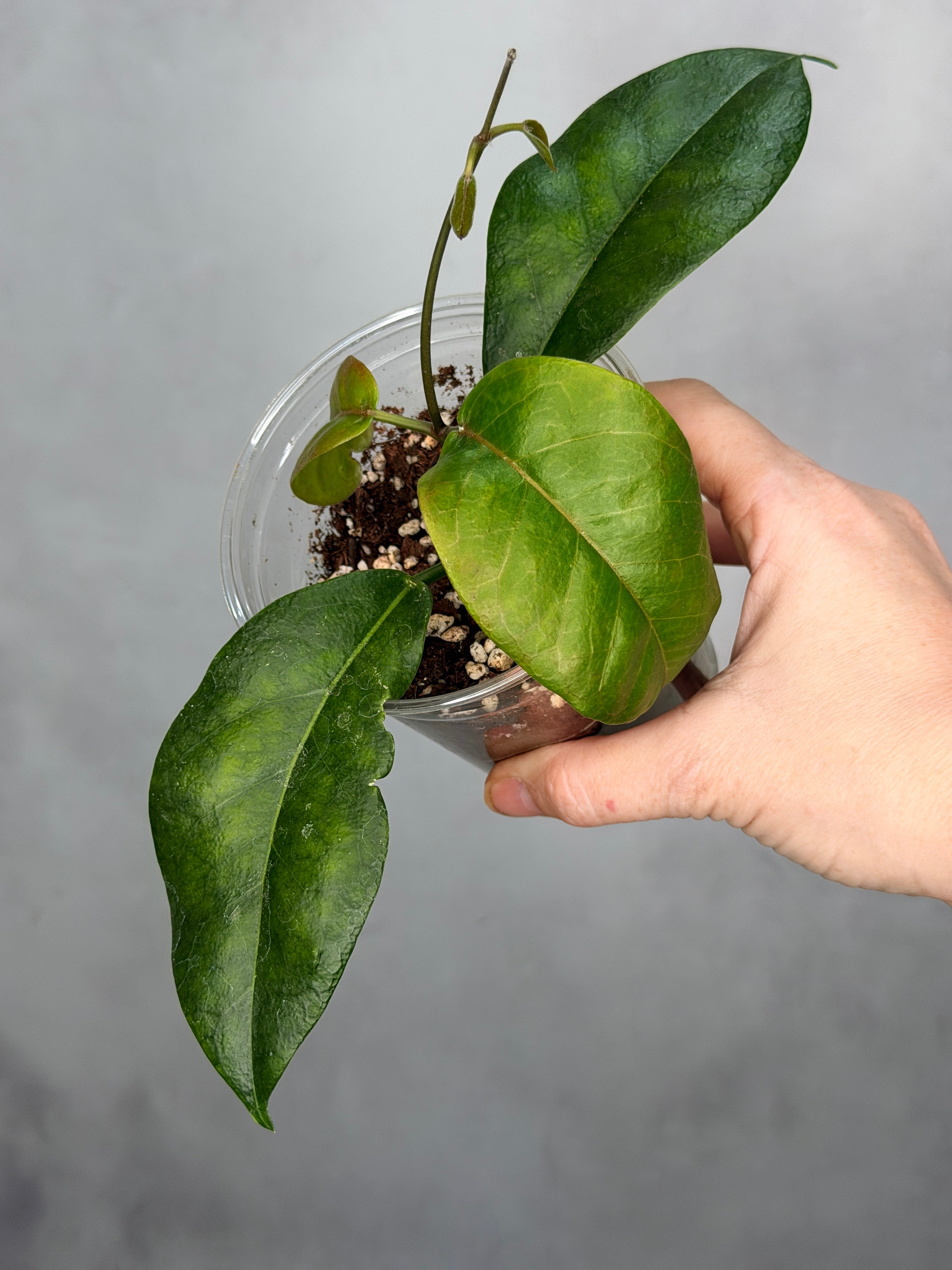 Hoya naumannii