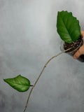 Hoya sp AH 556 (Seed 002)