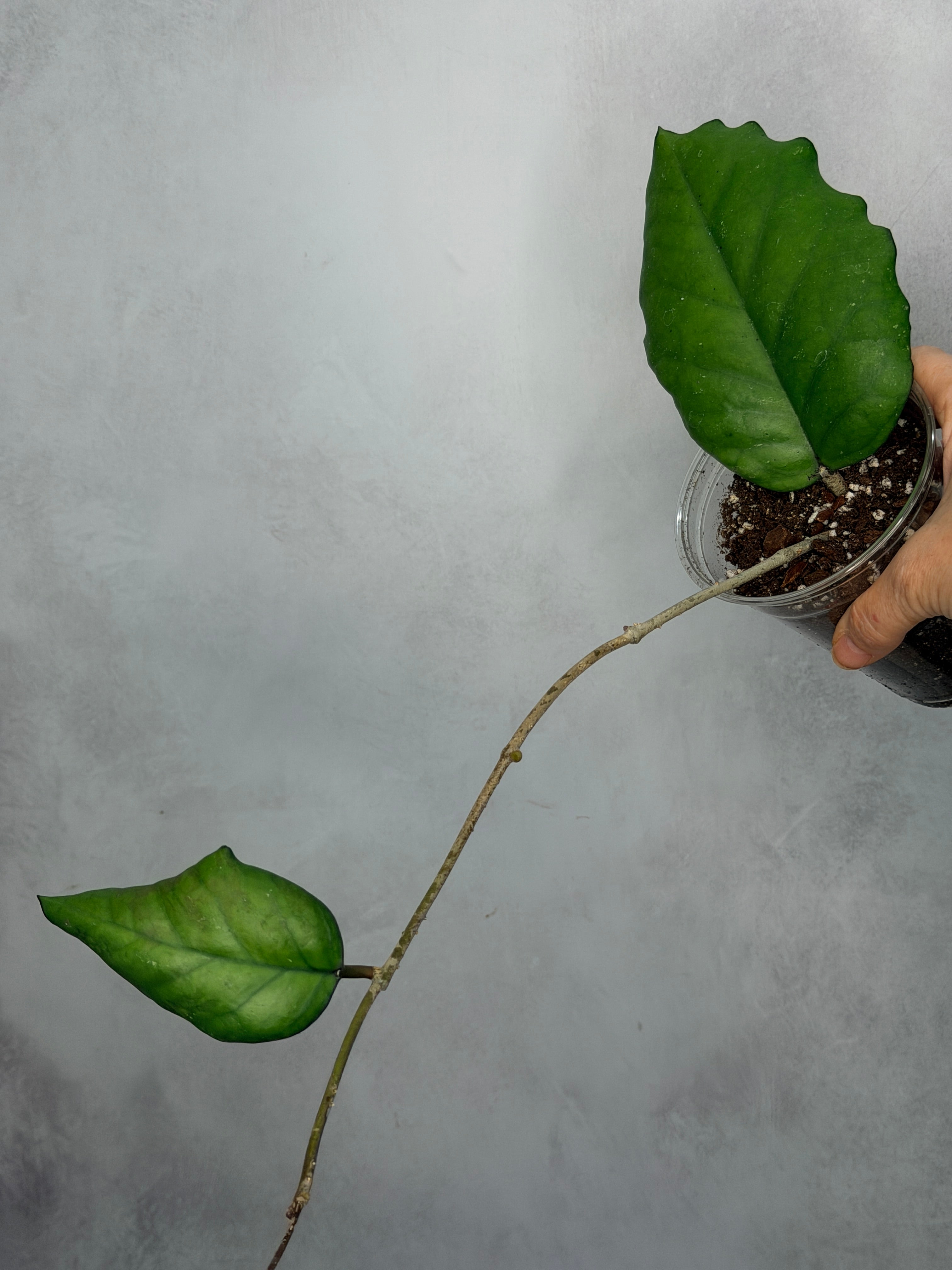Hoya sp AH 556 (Seed 002)