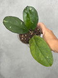 Hoya sp. AH049