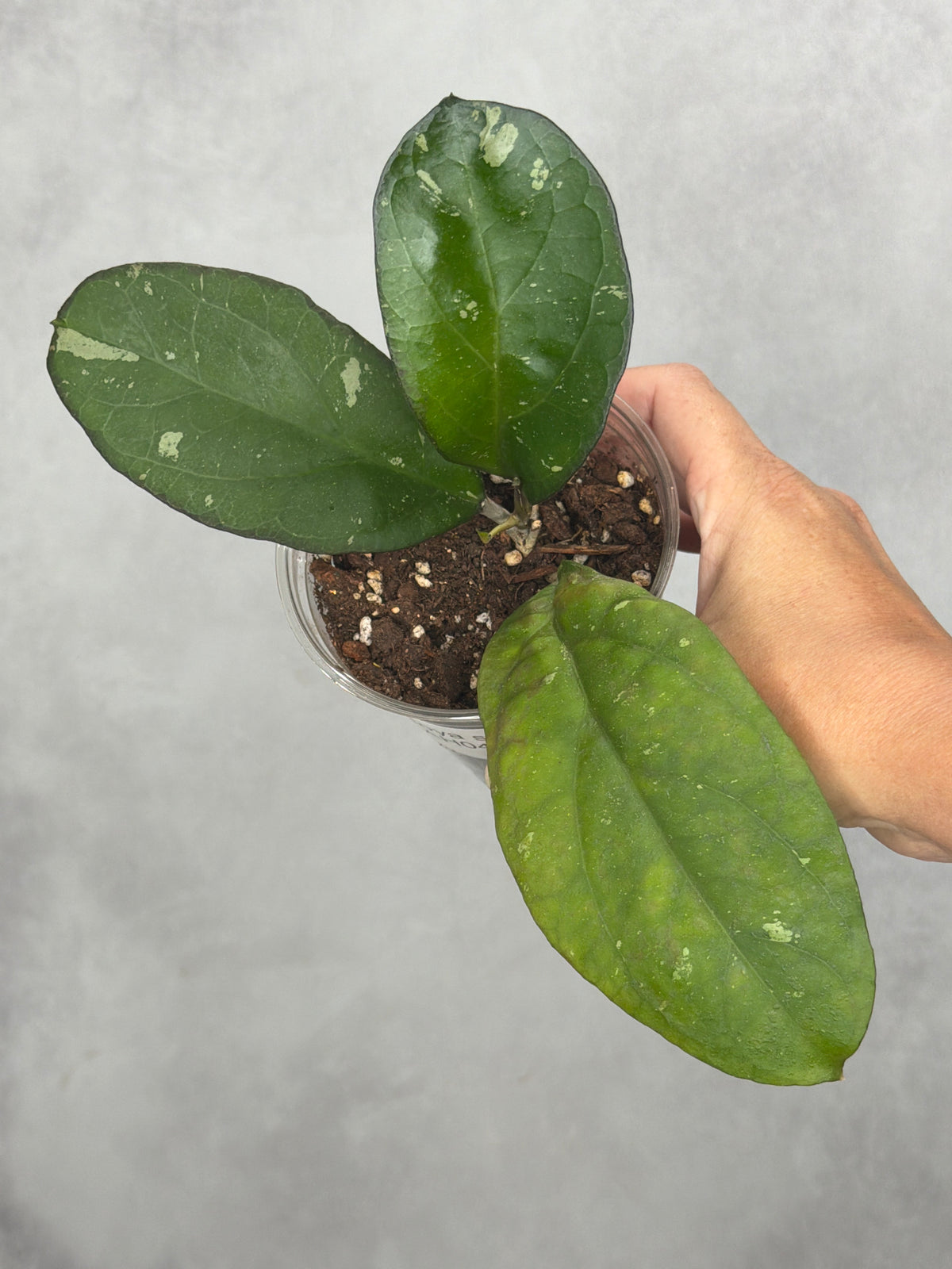 Hoya sp. AH049