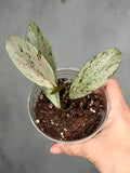 Hoya pubicalyx 'Pink Silver Ghost'