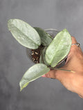 Hoya carnosa 'Nova Ghost'